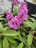 12" Hanging Basket - Buddleja Baby Buzz