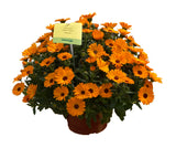 5" pot - Calendula Power Daisy