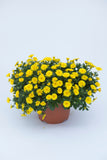 5" pot - Calendula Power Daisy