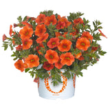 5" pot - Calibrachoa