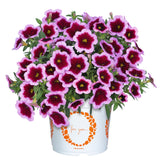 5" pot - Calibrachoa