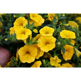 5" pot - Calibrachoa