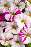 5" pot - Calibrachoa