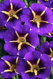 5" pot - Calibrachoa