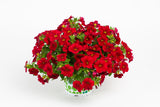 5" pot - Calibrachoa
