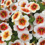 5" pot - Calibrachoa