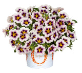 5" pot - Calibrachoa