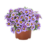 5" pot - Calibrachoa