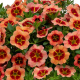 5" pot - Calibrachoa