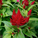 3.5" pot - Celosia