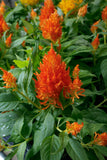 3.5" pot - Celosia