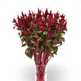 3.5" pot - Celosia Cut Flower Varieties