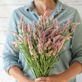 3.5" pot - Celosia Cut Flower Varieties