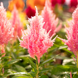 3.5" pot - Celosia