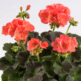 5" pot - Geranium, Brocade