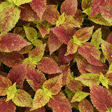 4.5" pot - Coleus
