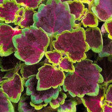 4.5" pot - Coleus