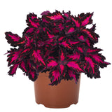 4.5" pot - Coleus