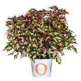 4.5" pot - Coleus
