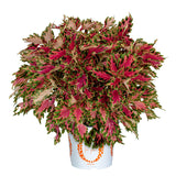 4.5" pot - Coleus