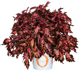 4.5" pot - Coleus