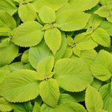 3.5" pot - Coleus