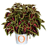 4.5" pot - Coleus