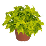 4.5" pot - Coleus