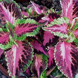 4.5" pot - Coleus