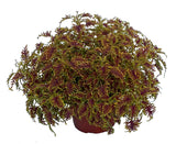 4.5" pot - Coleus