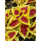 4.5" pot - Coleus