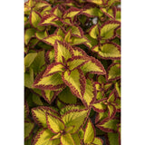 4.5" pot - Coleus