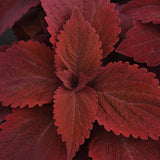 3.5" pot - Coleus