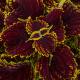 4.5" pot - Coleus