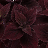 4.5" pot - Coleus