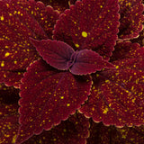 4.5" pot - Coleus