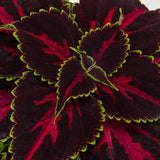 4.5" pot - Coleus