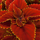 4.5" pot - Coleus
