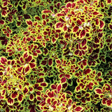 4.5" pot - Coleus