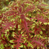4.5" pot - Coleus