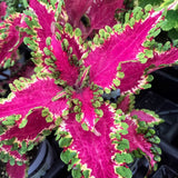 4.5" pot - Coleus