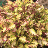 4.5" pot - Coleus