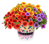 6" pot - Combos