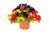 6" pot - Combos