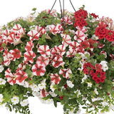 6" pot - Combos