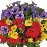 6" pot - Combos