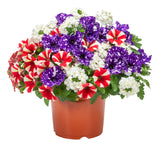 6" pot - Combos
