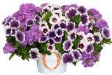 6" pot - Combos