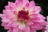 6" pot - Dahlia