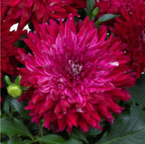 12" Patio Pot - Dahlia